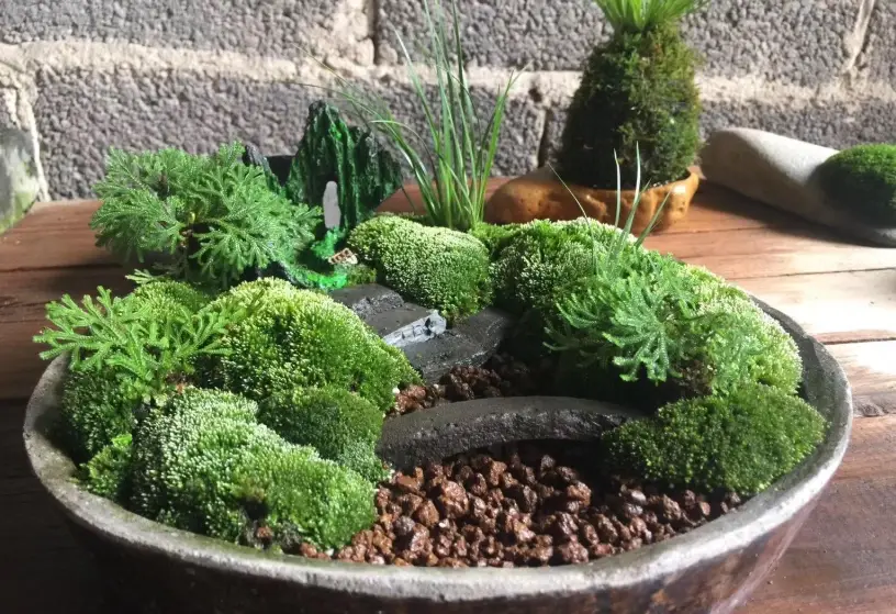 苔蘚養護技巧