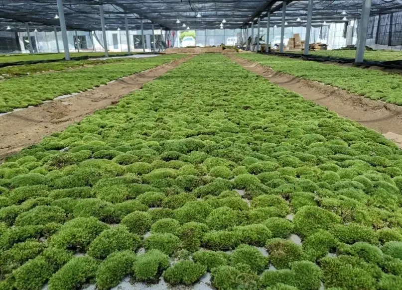 苔蘚盆栽照顧